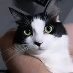 Jobs | Minerva | Watson - @2gatosemeio - Instagram