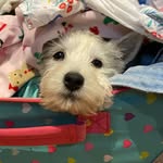 Minerva the Westie - @minervathewestie - Instagram