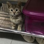 Ming Qi - Facebook