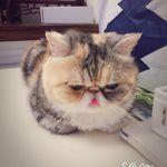 Ming Tsui - @mingtsui1015 - Instagram