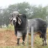 Mingo Rodriguez - @mingo.rodriguez013 - TikTok