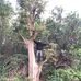 Minh Chế - Facebook