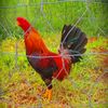 Minh Lực🐓💵 - @_minh_luc_1 - TikTok