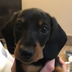@mini__george - Instagram