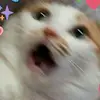 영상찍는 고냥이🐈 - @parkminkyung1019 - TikTok