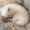 Mina Ackerman - @mina.ackerman - TikTok