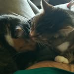 Minnie and Hiker Ackerman - @minnieandhikere - Instagram