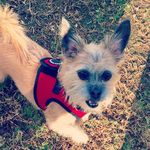 Minnie Beard - @minniebeard - Instagram