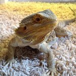 @minnie_beardeddragon - Instagram