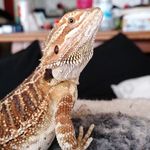 Minnie - @beardedminnie - Instagram