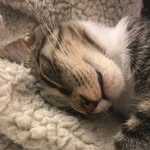 Minnie Bray - @minnie_bray_the_kitty - Instagram
