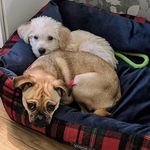 Minnie & Ted 🐾🐾 - @minnie_ted_cameron - Instagram