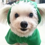 Minnie Cherry Milo Ponny - @meetmcmp - Instagram