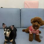 Minnie&Cherry - @minniecherpaws - Instagram