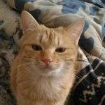 Minnie Chou - @minniecat0523 - Instagram