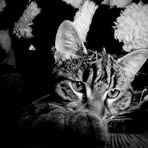 Minnie Chou - Facebook