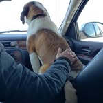 minnie - @minnie_the_st.bernard._cross._ - Instagram