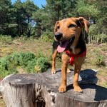 Minnie - @minniethejackcross - Instagram