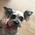 minnie the dog - @minnie_the_schnauzer_cross - Instagram