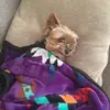 ♡︎𝗺𝐢𝐧𝐧𝐢𝐞♡︎ - @thedogminniefleming - TikTok