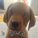 Fox Lab Minnie - @foxred_minniex - Instagram