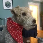 Minnie a rescue fox terrier - @minni_efoxterrier - Instagram