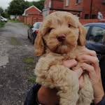 Minnie Fox - @minnie_thecockerpoo - Instagram