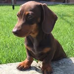 Minnie Fox - @minniefoxylady - Instagram