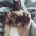 minnie fox - @minnietheburmese - Instagram