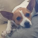 Minnie Fox Terrier - @minniefoxterrier - Instagram