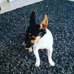 Minnie - @minnie_fox_terrior - Instagram