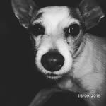 Minnie - @minnie_the_fox_terrier - Instagram