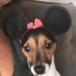 Minnie Pedrita - @minnie.foxpaulistinha - Instagram
