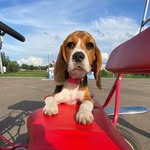 🐕Minnie Sly Fox🐕 - @_minnie_sly_fox_ - Instagram