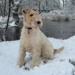 Minnie The Wire Fox Terrier - @minniethefoxterrier - Instagram