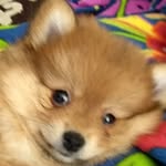 Minnie Von Fox - @minnievonfox - Instagram