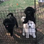 Peanut, Ruby & Minnie Fox - @peanut.and.ruby - Instagram