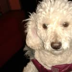 minnie guzman - @minnie.cachorra - Instagram