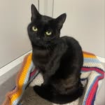 Minnie 🐈‍⬛❤️ - @minnie__hamilton - Instagram