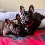 Minnie & Chewy Harmon - @the_harmon_frenchies - Instagram