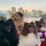The Bears - @pooh_care_harmony_blu_minnie - Instagram