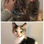 Mickey & Minnie - @mickey_minnieharrison - Instagram