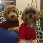 Minnie & Harrison - @minniemorganthemorkie - Instagram