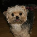 Minnie Harrison - @minniemooharrison - Instagram