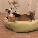 Coco Minnie Muffin Alice Basti Herbert 🐈 - @coco_minnie_muffin - Instagram