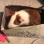 Minnie Angel Herbert - @minnie_the_guineapig - Instagram