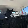 minniehighasf - @minniehighasfandd - TikTok