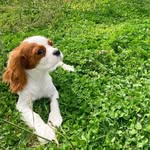 Minnie 🐶 - @minniekingcharles - Instagram