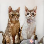Minnie & King Kong - @minnie.kingkong - Instagram