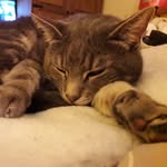Minnie King - @minniecatking01 - Instagram